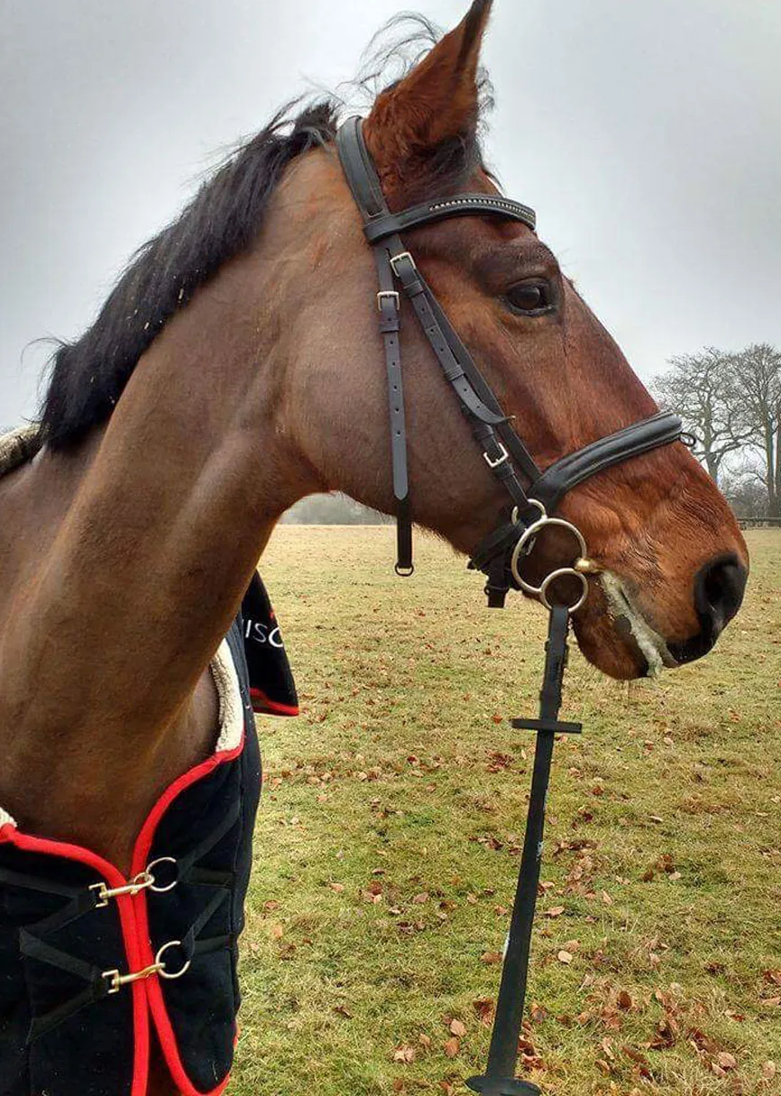 Inspire me Equestrian